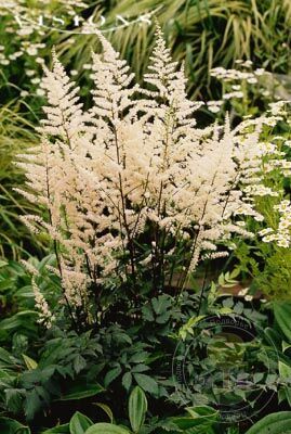 Astilbe arendsii Bumalda
