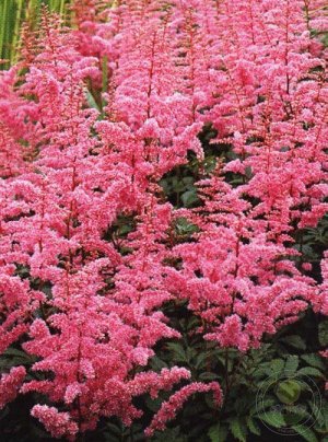 Astilbe arendsii Cattleya