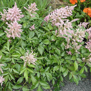 Astilbe arendsii Darwins Dream