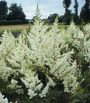 Astilbe arendsii Diamant