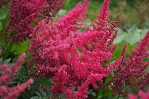 Astilbe arendsii Else Schluck
