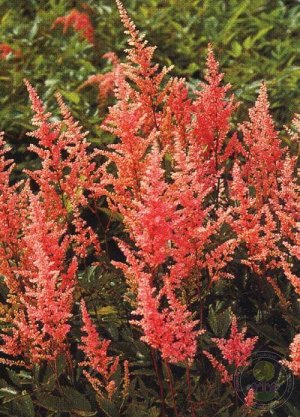 Astilbe arendsii Erika