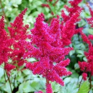 Astilbe arendsii Etna