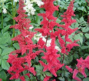 Astilbe arendsii Fanal