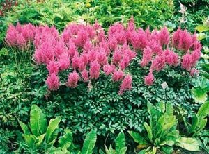Astilbe arendsii Gloria Purpurea