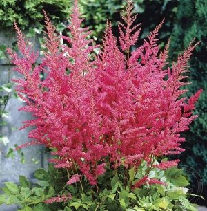 Astilbe arendsii Granat
