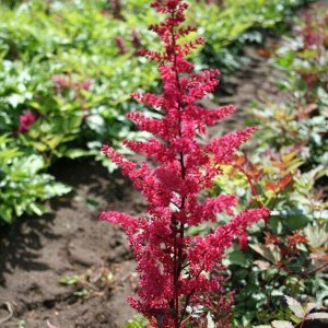 Astilbe arendsii Spartan