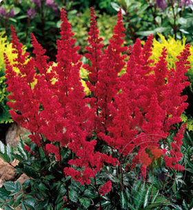 Astilbe arendsii Spinell