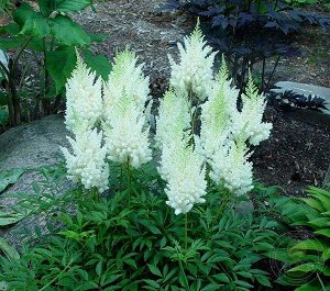 Astilbe arendsii Weisse Gloria