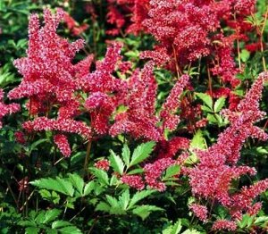 Astilbe japonica Bonn