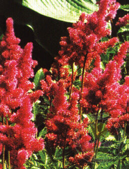 Astilbe japonica Bremen