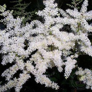 Astilbe japonica Ellie