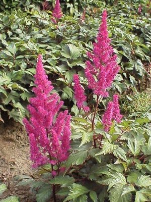 Astilbe japonica Elisabeth van Veen