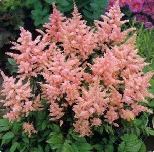 Astilbe japonica Europa