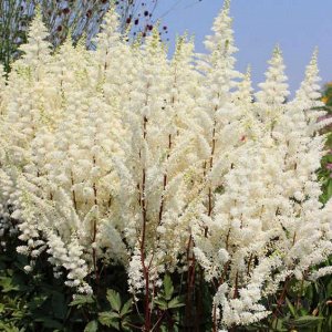 Астильба Astilbe japonica Happy Spirit
