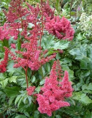 Astilbe japonica Kоln