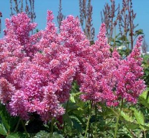 Astilbe japonica Mainz