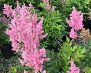 Astilbe japonica Rheinland