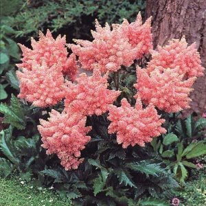 Astilbe japonica Sister Therese