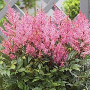 Астильба Astilbe japonica Smile at Me