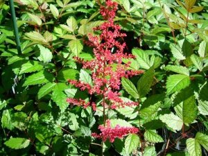 Astilbe japonica Vesuvius
