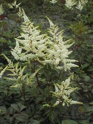 Astilbe japonica Washington