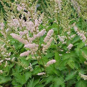 Astilbe chinensis Finale