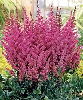 Astilbe chinensis Maggie Daley