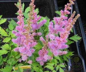 Astilbe chinensis Pumila