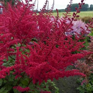 Астильба Astilbe chinensis Red Skyscraper
