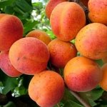 Абрикос Краснощекий 2 года