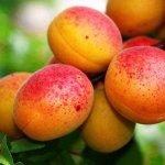 Абрикос карликовый Звездный 2 года