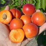 Абрикос Царский 2-3 года С4 суперцена! С кроной!
