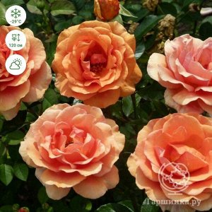 Rosen Tantau / Роза Ashram | Розы A-L. Садовые розы с закрытой корневой ...