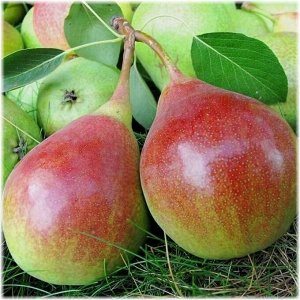 Груша Любимица Клаппа 2-3 года