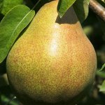 Груша Августовская роса 2 года