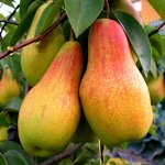 Груша Аббат Фетель 2 года высота саженцы 100-150см