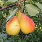 Груша Северянка 1 год