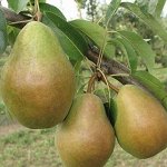 Груша Просто Мария 2 года