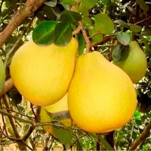 Груша Сластена 2-3 года