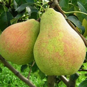 Груша Велеса 2-3 года