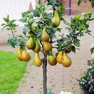Груша суперкарликовая ДК-2 2 года