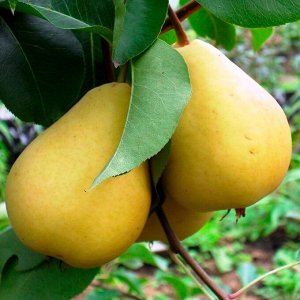 Груша Лада 2-3 года