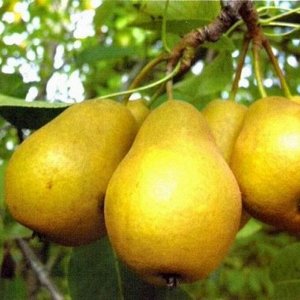 Груша Осенняя сладкая 2-3 года