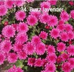 34 Buzz lavender