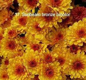 17 Sunbeam bronze bicolor