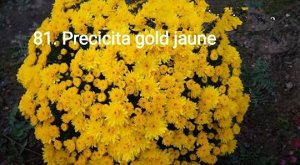81 Precocita Gold Jaune