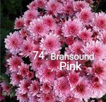 74 Bransound Pink