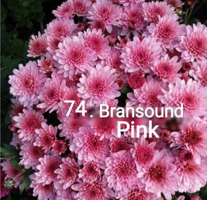 74 Bransound Pink