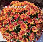 88 Tekoko Orange